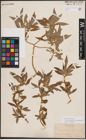 Foto von Salix eriocephala var. mackenzieana (Hook.) Dorn
